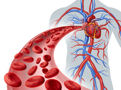 BENEFITS OF HEALTHY BLOOD CIRCULATION IN YOUR BODY