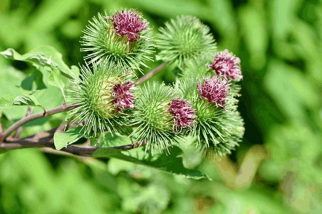 Herbal Home Remedies For Cystic Acne Burdock