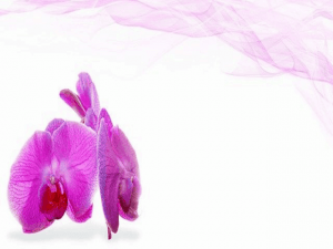 Read more about the article Top 6 Great Health Benefits Of Flowers